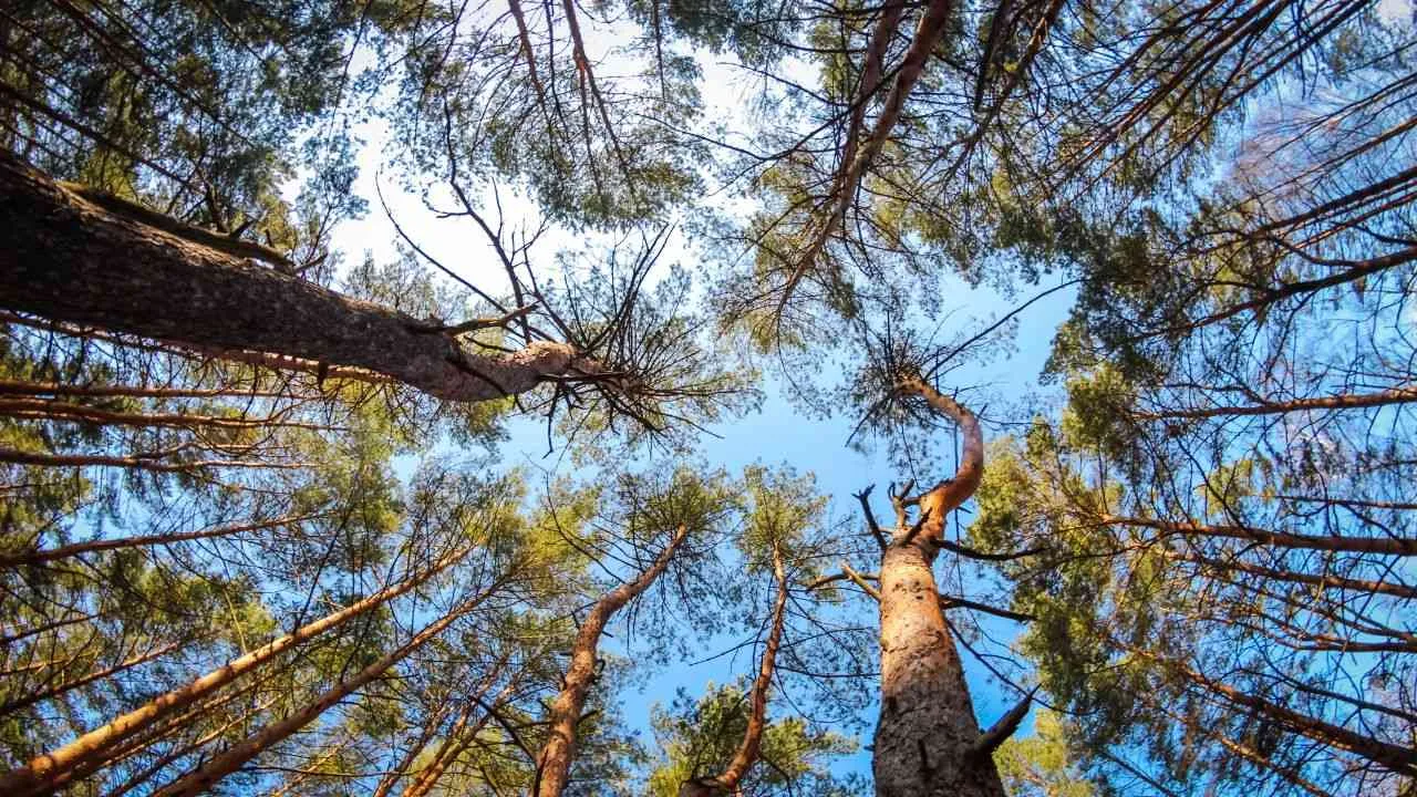 hutan-pinus-trenggalek